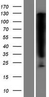 SERPINB6 Human Over-expression Lysates NM_004568