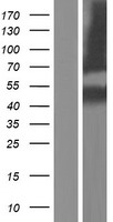 SERPINB8 Human Over-expression Lysates NM_198833