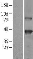 SERPINB9 Human Over-expression Lysates NM_004155