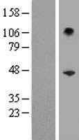 SERPINB10 Human Over-expression Lysates NM_005024
