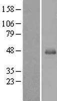 SERPINB13 Human Over-expression Lysates NM_012397