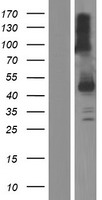ls005276 serpini2 human over expression lysates nm 006217 wb testing 1