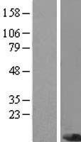 ls005279 pigc human over expression lysates nm 153747 wb testing 1