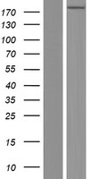 ls005287 pik3c2b human over expression lysates nm 002646 wb testing 1