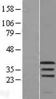 ls005292 pim1 human over expression lysates nm 002648 wb testing 1