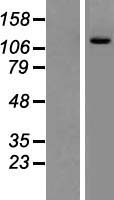 PIK3CD Human Over-expression Lysates NM_005026
