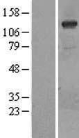 PI 3 Kinase catalytic subunit gamma (PIK3CG) Human Over-expression Lysates NM_002649