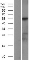 ls005295 pi 3 kinase p85 alpha pik3r1 human over expression lysates nm 181504 wb testing 1