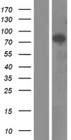 ls005296 pi 3 kinase p85 beta pik3r2 human over expression lysates nm 005027 wb testing 1