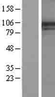 ls005297 pi4ka human over expression lysates nm 002650 wb testing 1