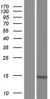 PIN4 Human Over-expression Lysates NM_001170747