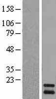 PIN4 Human Over-expression Lysates NM_006223