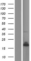 Phospholipase A2 IIA (PLA2G2A) Human Over-expression Lysates NM_001161727
