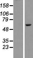 PLAG1 Human Over-expression Lysates NM_001114634