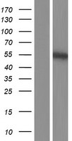 PLAG1 Human Over-expression Lysates NM_001114635