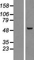 ls005326 plagl2 human over expression lysates nm 002657 wb testing 1