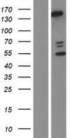 Phospholipase C beta 2 (PLCB2) Human Over-expression Lysates NM_004573