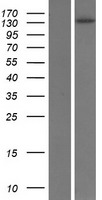 Phospholipase C beta 4 (PLCB4) Human Over-expression Lysates NM_001172646