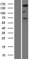 Phospholipase C gamma 1 (PLCG1) Human Over-expression Lysates NM_182811
