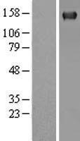 ls005336 plcg 2 plcg2 human over expression lysates nm 002661 wb testing 1
