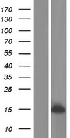 ls005343 plglb1 human over expression lysates nm 001032392 wb testing 1