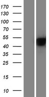 Alpha 2 Antiplasmin (SERPINF2) Human Over-expression Lysates NM_001165921