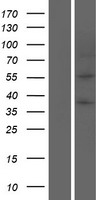 Perilipin-1 (PLIN1) Human Over-expression Lysates NM_001145311