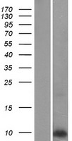 Phospholamban (PLN) Human Over-expression Lysates NM_002667