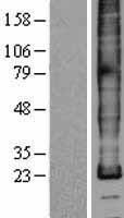 ls005354 plp1 human over expression lysates nm 001128834 wb testing 3