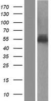ls005356 plrg1 human over expression lysates nm 002669 wb testing 1