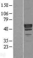 PLTP Human Over-expression Lysates NM_182676