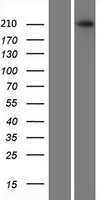 Plexin A2 (PLXNA2) Human Over-expression Lysates NM_025179