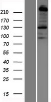 ls005364 plexin b1 plxnb1 human over expression lysates nm 002673 wb testing 1