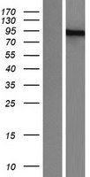 ls005371 pml protein pml human over expression lysates nm 033250 wb testing 3