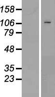 ls005378 pms1 human over expression lysates nm 000534 wb testing 1