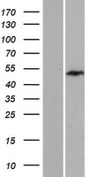 Exosome Component 9 (EXOSC9) Human Over-expression Lysates NM_001034194