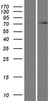 ls005414 c17orf47 human over expression lysates nm 001038704 wb testing 5