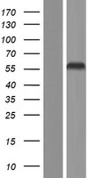 ls005414 septin4 human over expression lysates nm 001198713 wb testing 4