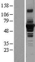 ls005414 septin4 human over expression lysates nm 004574 wb testing 1