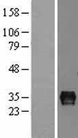ls005414 septin4 human over expression lysates nm 080415 wb testing 2