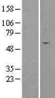 ls005414 septin4 human over expression lysates nm 080416 wb testing 3