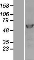 ls005425 dna polymerase delta p50 pold2 human over expression lysates nm 006230 wb testing 2