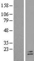 POLR2F Human Over-expression Lysates NM_021974