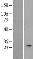 POLR2G Human Over-expression Lysates NM_002696
