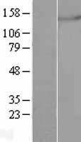 ls005442 mtrna polymerase polrmt human over expression lysates nm 005035 wb testing 1