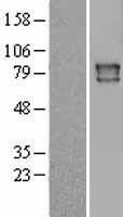 ls005447 cytochrome p450 reductase por human over expression lysates nm 000941 wb testing 1