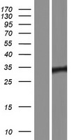 ls005449 pit1 pou1f1 human over expression lysates nm 000306 wb testing 1