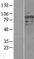 Oct-1 (POU2F1) Human Over-expression Lysates NM_002697