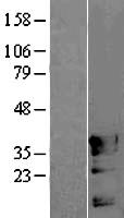ls005459 pou4f3 human over expression lysates nm 002700 wb testing 1