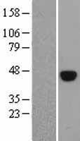 ls005460 oct4 pou5f1 human over expression lysates nm 002701 wb testing 1